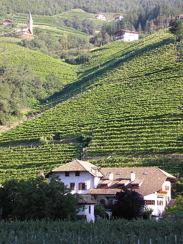 Wijnvelden bij Bolzano op weg naar het Penserjoch, Sudtirol, Italië