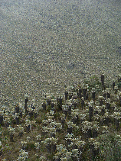Weird landscape of frailejones in the Páramos del Ángel