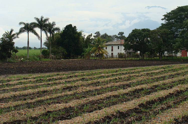 Landscape of the Cauca valley near Calí