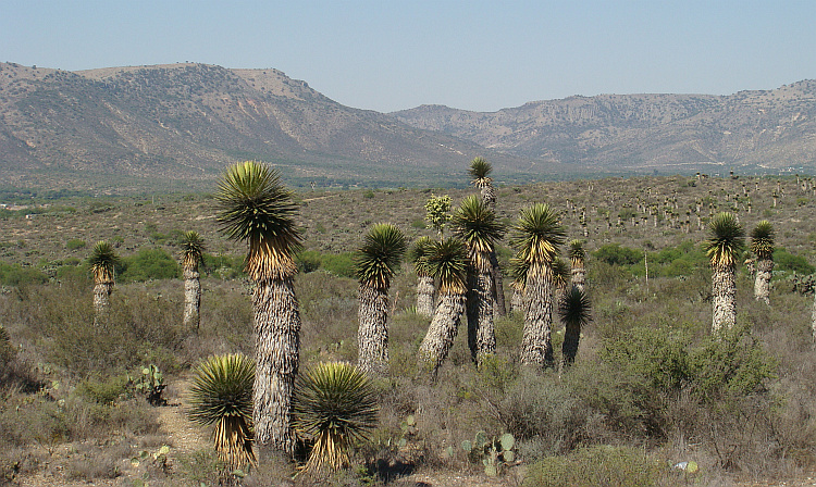 Landschap tussen San Luis Potosí en Zacatecas