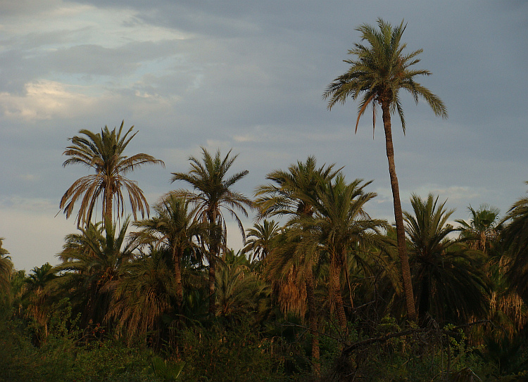 The oasis of Mulegé