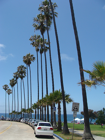 Sun, sea, beach and palm trees. The American Dream fully came true