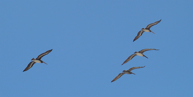 Een vlucht pelikanen in La Jolla
