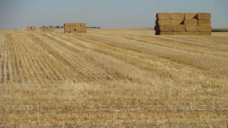 The grain fields of Alberta