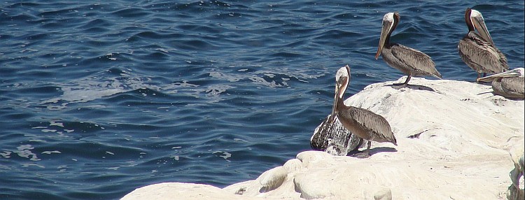 Pelikanen in La Jolla