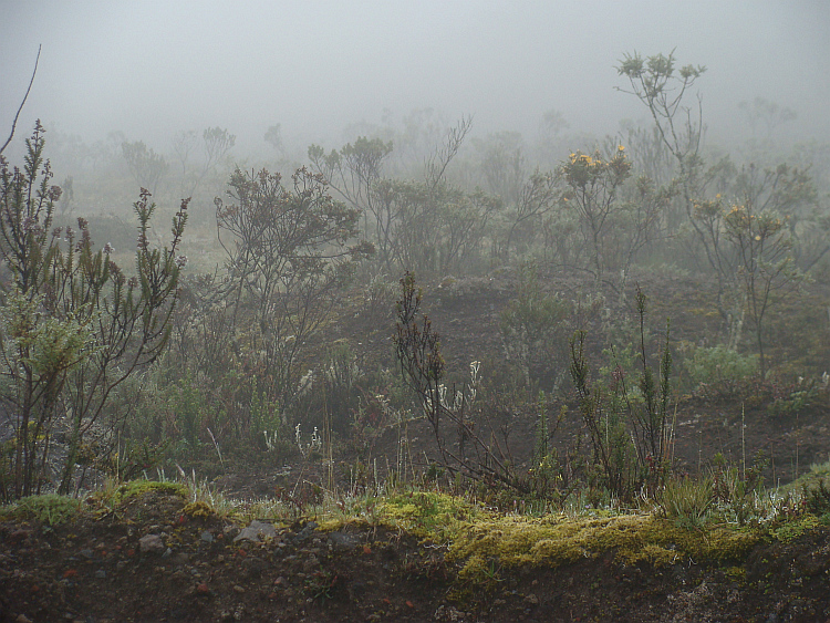 Vegetatie op de lagere hellingen van de Cotopaxi