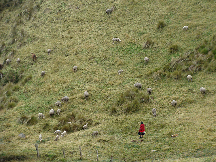 Shepherd along the Quilotoa Loop