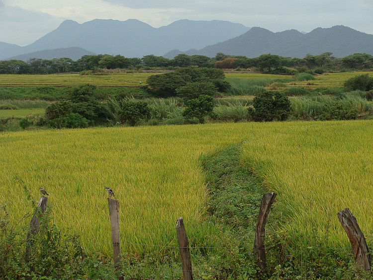 Rice fields in the coastal plains between Suyo and Las Lomas