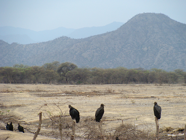 Vultures near Olmos