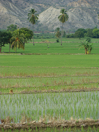 Rice Fields in the Amazonas province, Peru