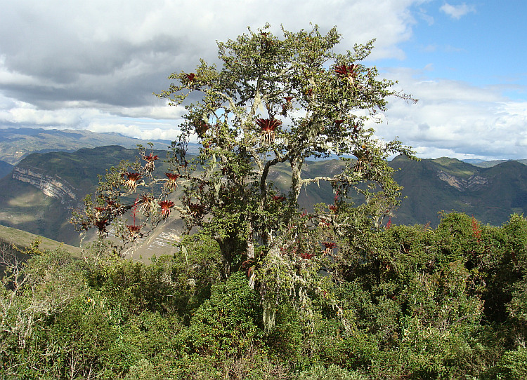 Boom met bromeliabloemen in Kuélap