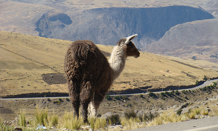 Lama op de weg naar Huancavelica