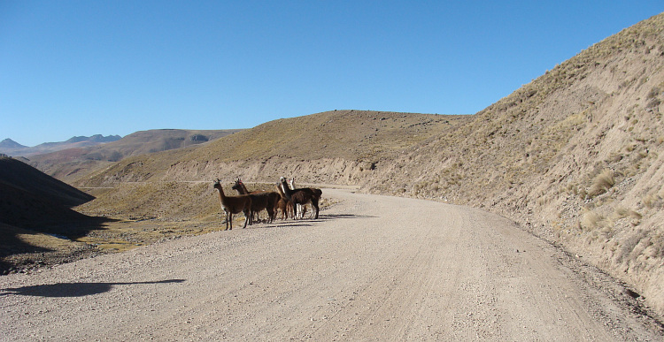 Lama's bij Santa Inés