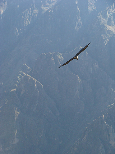 Condor in de Colca Canyon