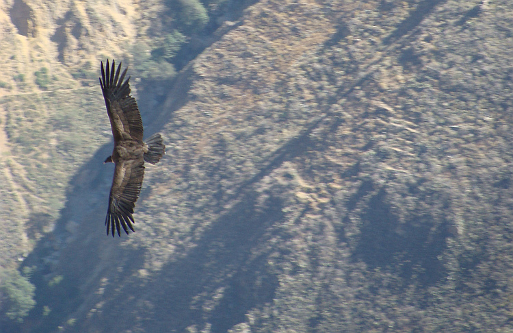 Condor in de Colca Canyon