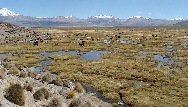 De Altiplano bij Tambo Quemado