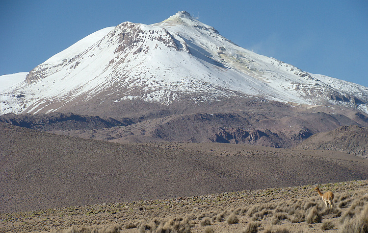 Vicuña met de Vulkaan Guallatire