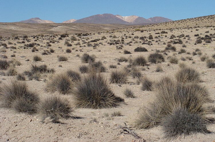 Landschap in het Parque Nacional Vicuñas