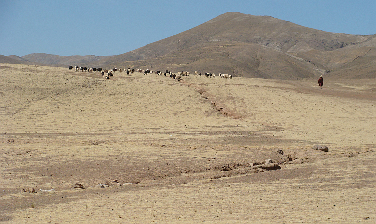 Herderin op de route van Oruro naar Sucre