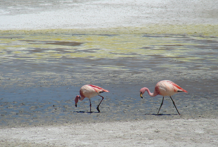 Flamingos in the Laguna Hedionda
