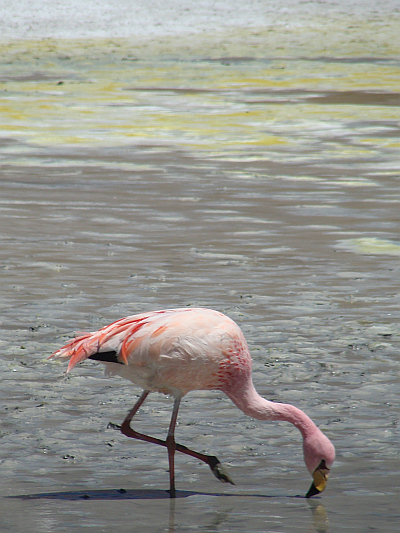 Flamingo in de Laguna Hedionda