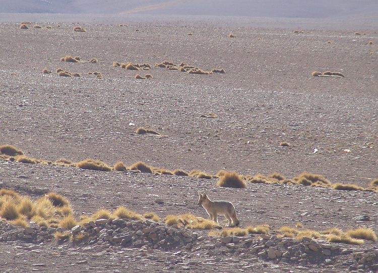 Desert fox near the Hotel del Desierto