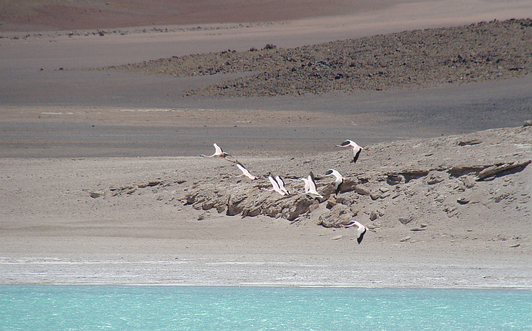 Flamingos above Laguna Verde