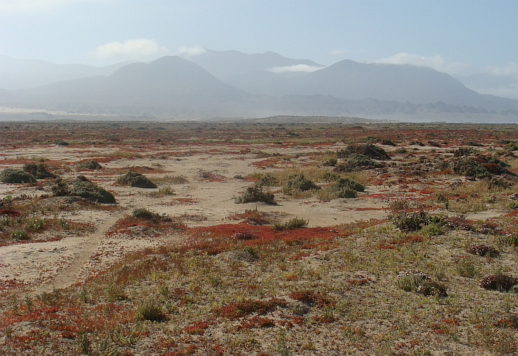 Landscape near Punta de Choros