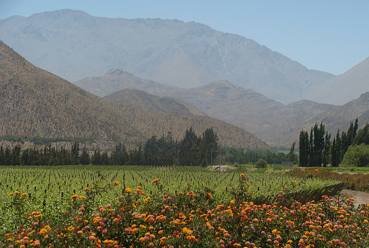 Vineyards in the Elqui Valley