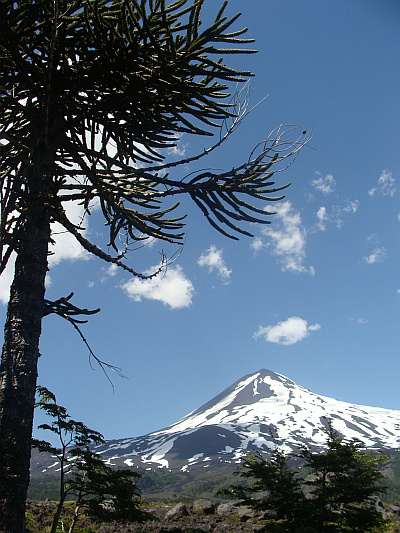 Araucaria tree with the LLaima Volcano