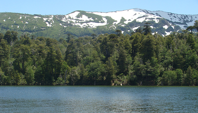 Lago Gualletué with Araucaria trees