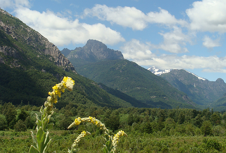 Landscape between Pucón and the Argentian border