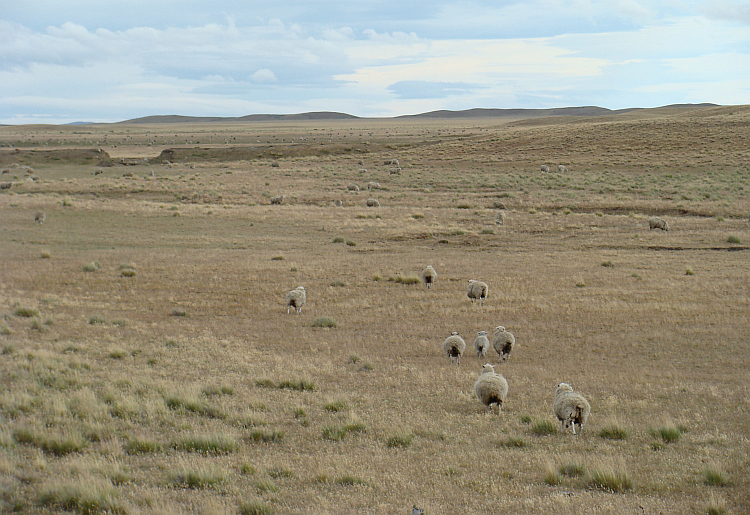 Een heleboel schapen op de Pampa's