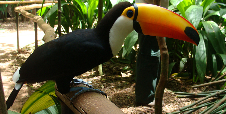 Toucan in Iguazú