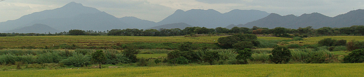 Rice Fields in Nortern Peru