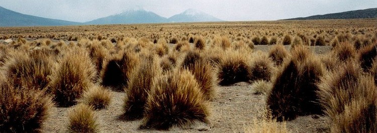 The Altiplano and the volcanoes of Pomerape and Parinacota (both 6.300 m)