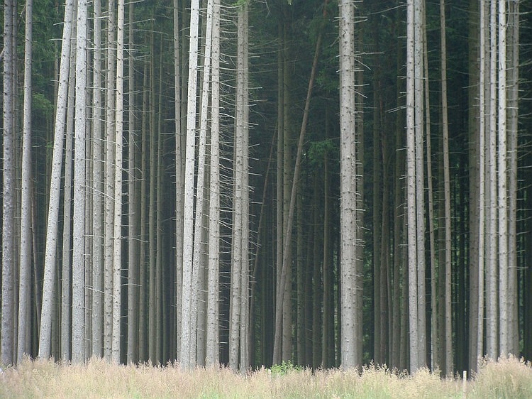 Bos bij Reinhartshausen, Zuid Duitsland