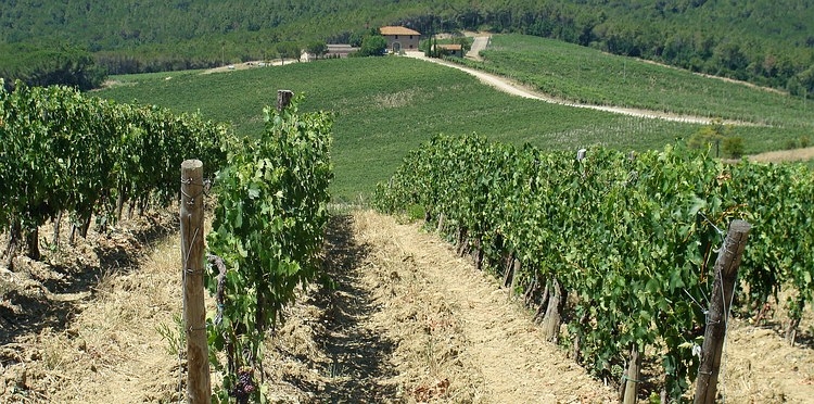 Wijnbouw in Chianti, Toscane