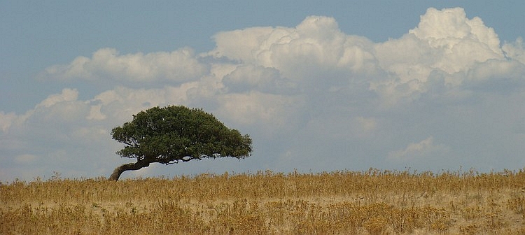 Eenzame boom in het binnenland van Sardinië