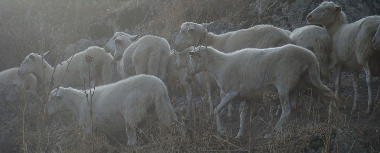 The sheep of Sardinia