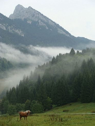 Misty Mountain Top, Chartreuse