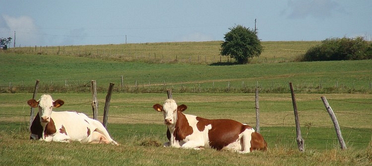 The cows of the Jura, Pierrefontaine-les-Varans