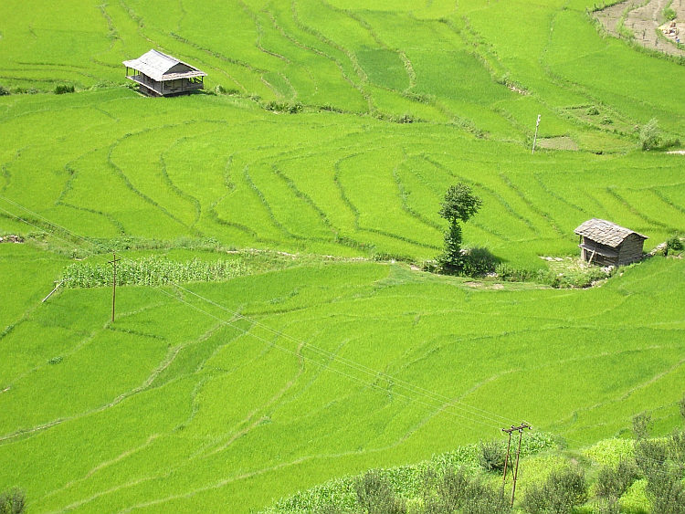 Rijstvelden in de Kullu Vallei