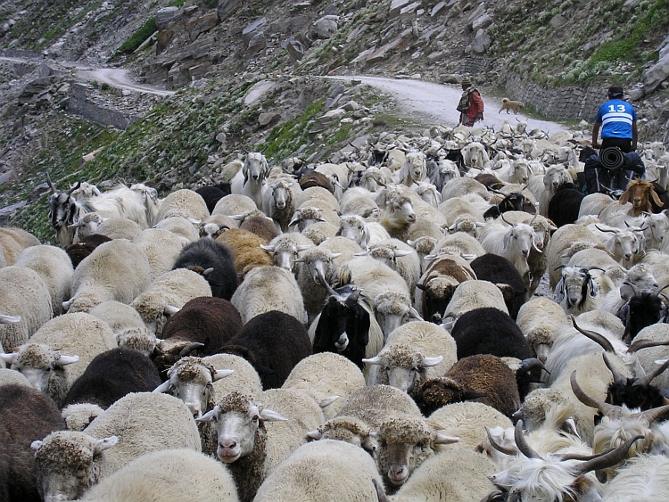 We are never alone in the Lahaul Valley