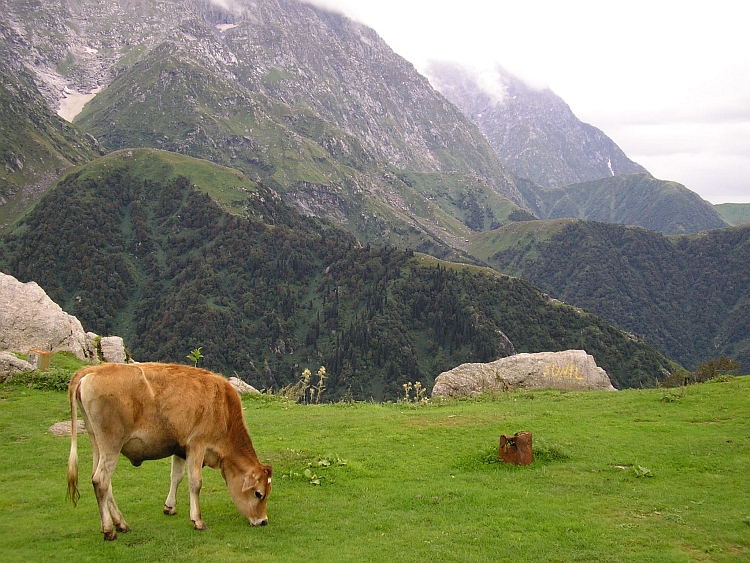 Triund