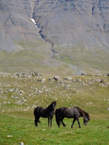 Paarden bij Varmahlíd