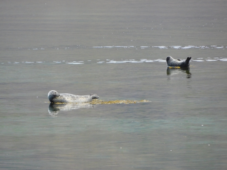 Zeehonden bij Ögur