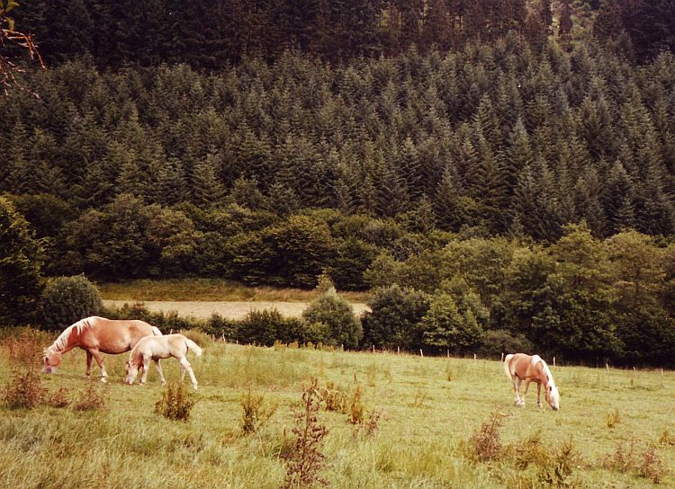 Paarden in de Belgische Ardennen