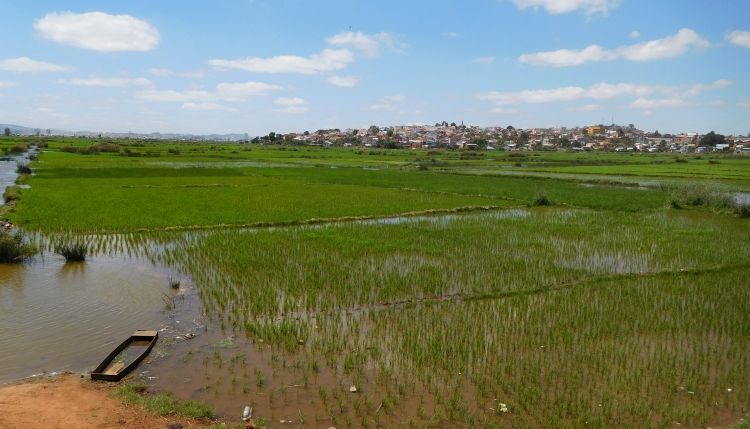 Rijstvelden in Antananarivo