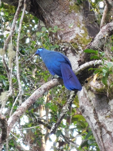 Blauwe Vanga in Nationaal Park Andasibe